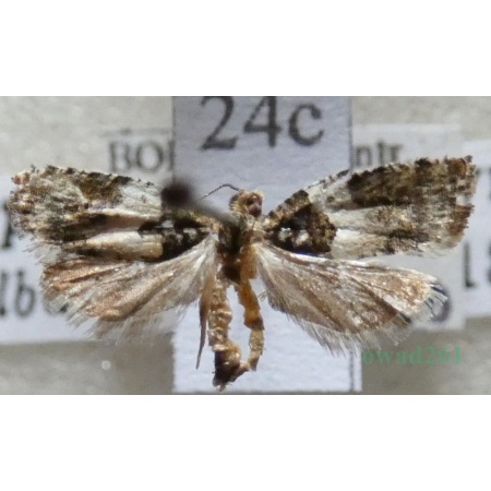 Gypsonoma dealbana (Frölich, 1828) Czech24c